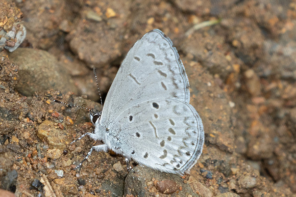 Acytolepis puspa-1941 - Chiang Dao - 19/03/25