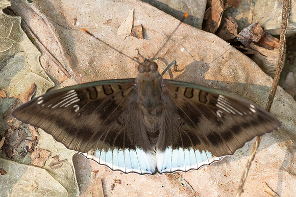 Euthalia phemius-0688