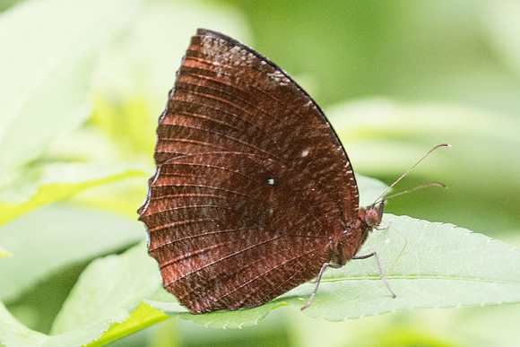Elymnias hypermnestra tinctoria-6390