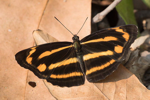 Neptis ananta learmondi-4944 - Doi-Suthep - 9/03/23