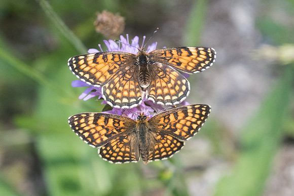 Melitaea diamina ssp vernetensis-4556 - Bolquere - 18/07/23