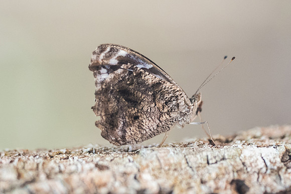 Myscelia ethusa-6351