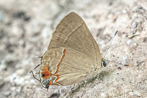 Ziegleria ceromia-3123