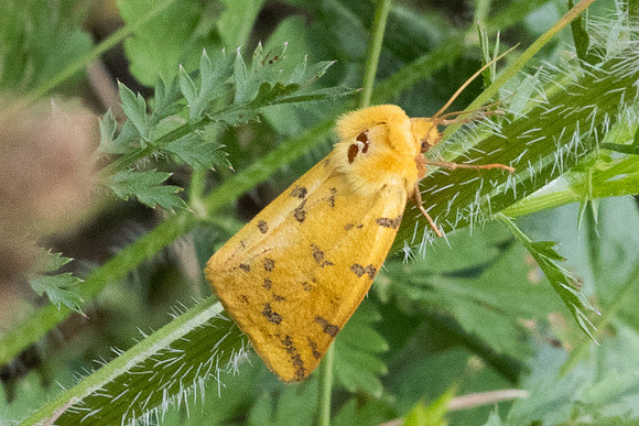 Rhyparia purpurata -9959