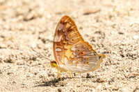 Vagrans sinha-3640