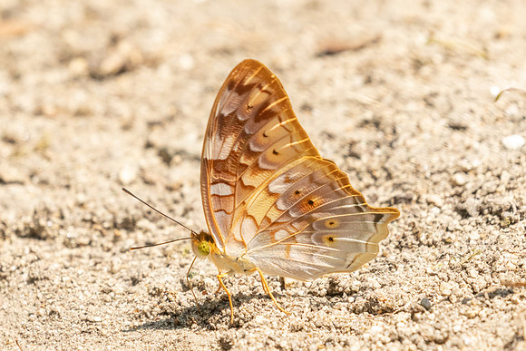 Vagrans sinha-3640