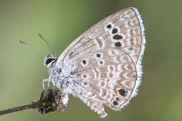 Echinargus isola-4204