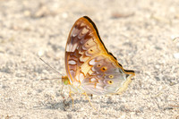 Vagrans sinha-3639