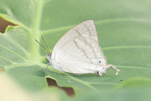 Drina dodina-3005 - Doi Suthep - 21/03/25