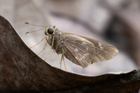Naevolus orius-0070 - Floridablanca - 6/06/24
