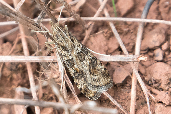 Nomophila noctuella_8567