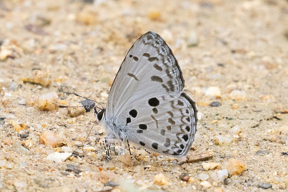 Acytolepis puspa-0211