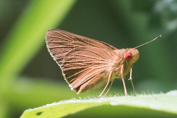 Matapa aria-2864 - Chiang Rai - 18/11/23