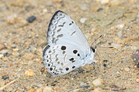 Acytolepis puspa-0201
