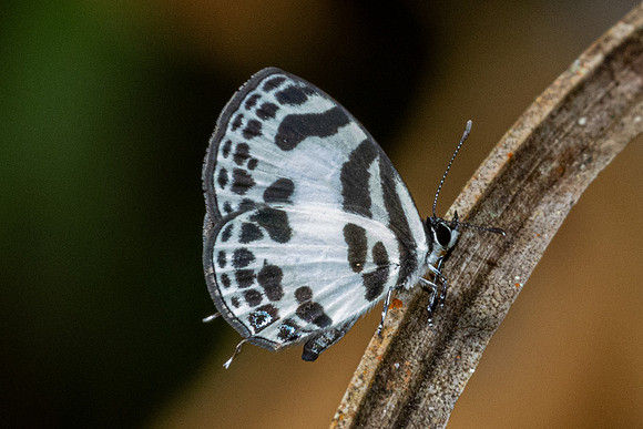 Discolampa ethion-8318