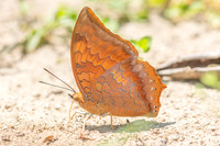 Charaxes bernardus-4450 - Doi Inthanon - 24/03/25