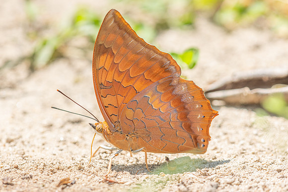 Charaxes bernardus-4450 - Doi Inthanon - 24/03/25