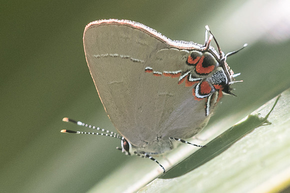 Calycopis quintana --3012