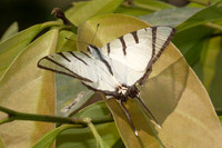Graphium agetes agetes-3555 - Doi Inthanon - 23/003/25