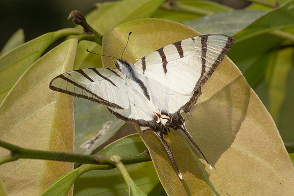 Graphium agetes agetes-3555 - Doi Inthanon - 23/003/25