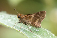 Pompeius pompeius id--2466