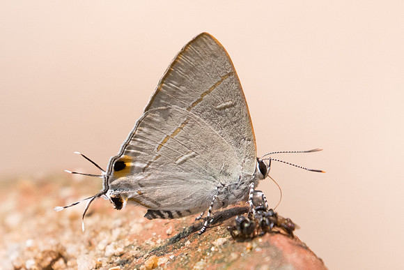 Hypolycaena erylus-1884- Chiang Dao  - 11/03/23