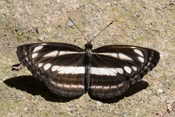 Neptis clinia-8529  - Chiang Dao - 14/11/23