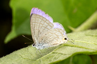 Catochrysops strabo-1321