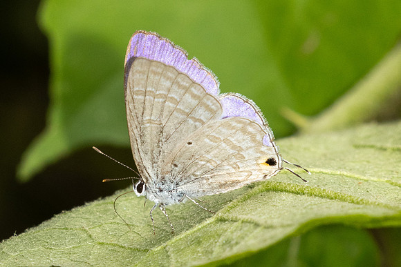 Catochrysops strabo-1321