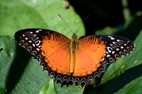 Cethosia biblis-1902 Chiang Dao - 15/11/23