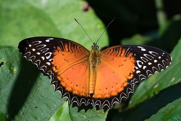 Cethosia biblis-1902 Chiang Dao - 15/11/23