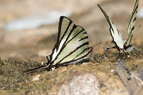 Graphium agetes-8503