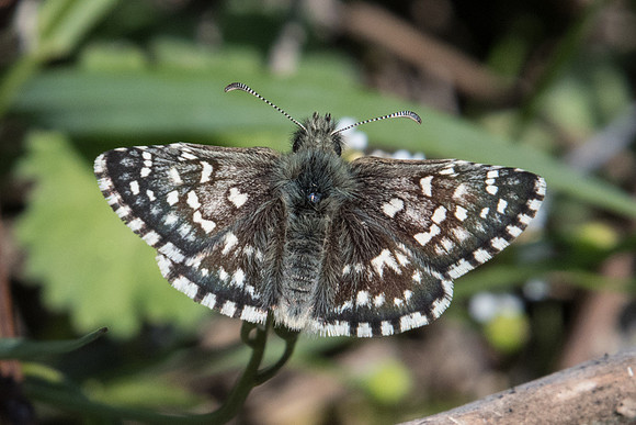 Pyrgus malvae-7641