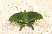 Papilio paris-3377
