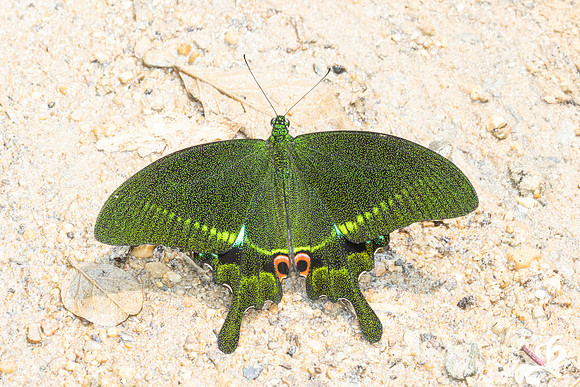 Papilio paris-3377