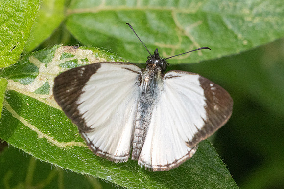 Heliopetes alana id--0040