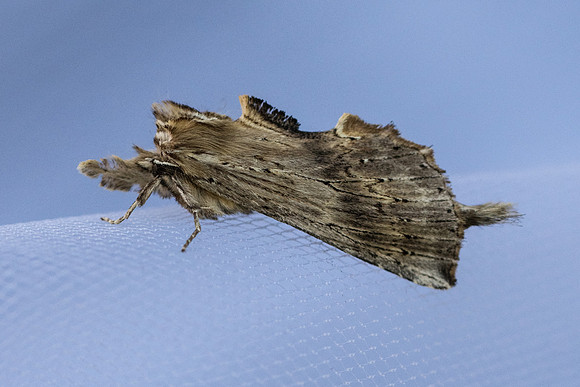 Perostoma palpina-2266