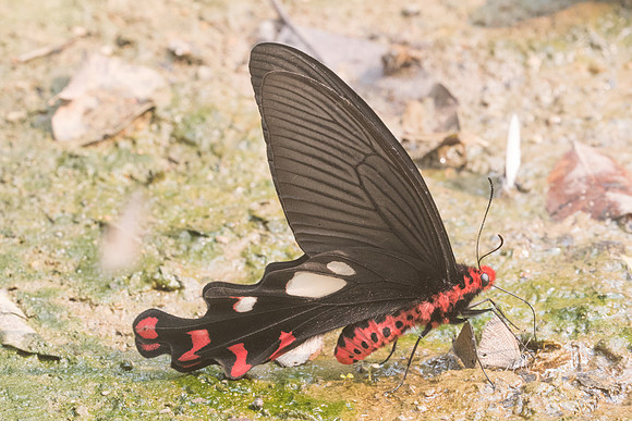 Byasa dasarada barata-8673 - Chiang Dao - 11/03/23