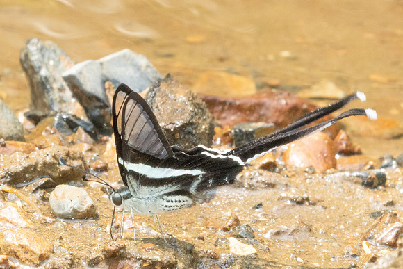 Lamproptera meges-1632- Chiang Dao - 18/03/25