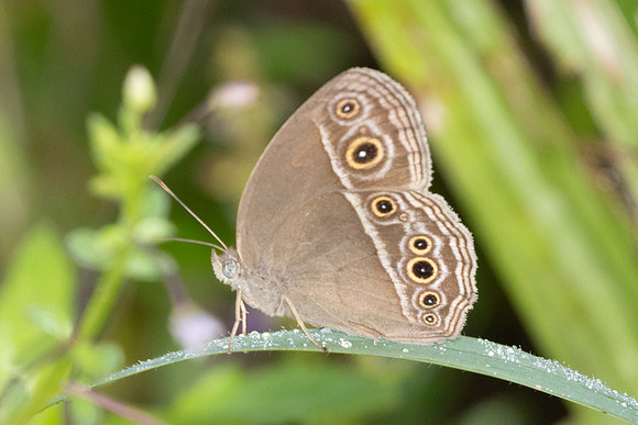 Mycalesis visala-9564