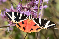 Euplagia quadripunctaria_7508 - Manre - 1/08/20