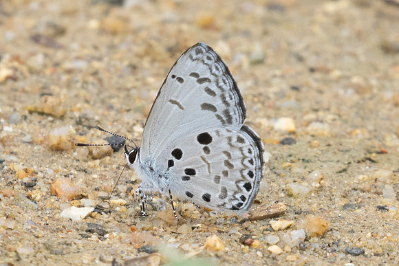 Acytolepis puspa-0210