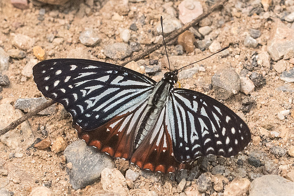 Hestina nama-4803 - Chiang Dao  - 12/03/23