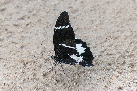Papilio nephelus-0230
