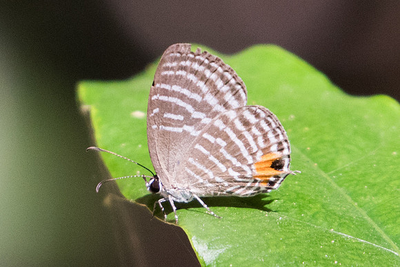 Jamides sp id--1041