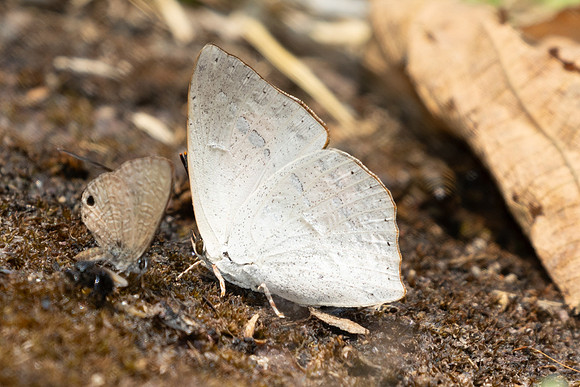 Curetis acuta-4359