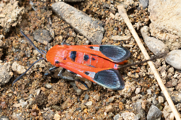 Akaisphecia sp-2580