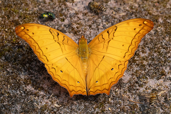 Vindula erota-4041