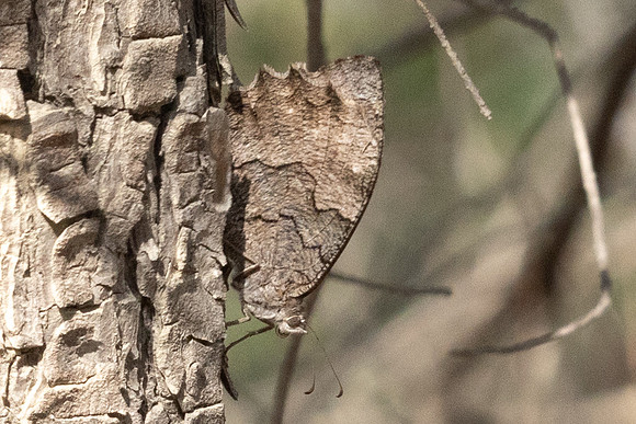 Hipparchia statilinus - 1463 - Antalya, Goynuk canyon - 19/09/24