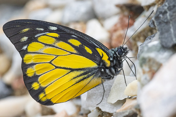Prioneris thestylis-9054